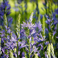 Warstwowa kompozycja cebulek 'Prairie Starlight'