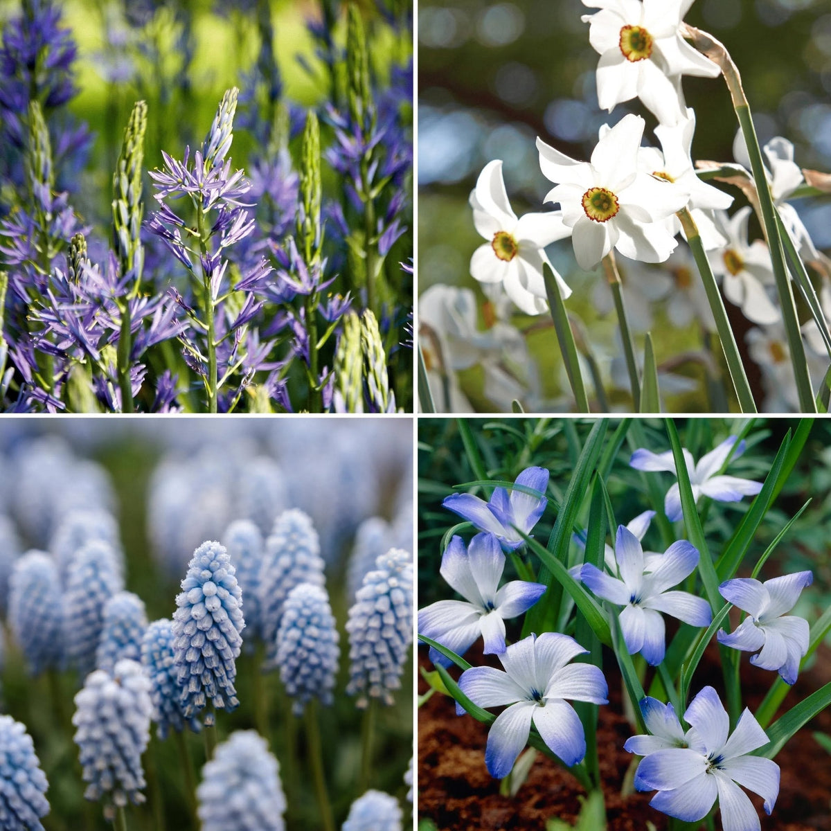 Warstwowa kompozycja cebulek 'Prairie Starlight'