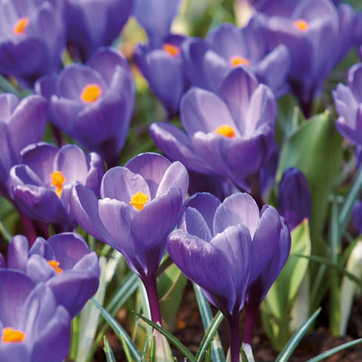 Warstwowa kompozycja cebulek 'Primrose Hill'