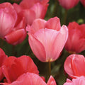 Warstwowa kompozycja cebulek 'Primrose Hill'
