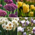 Warstwowa kompozycja cebulek 'Primula Path'