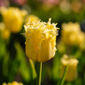 Warstwowa kompozycja cebulek 'Primula Path'