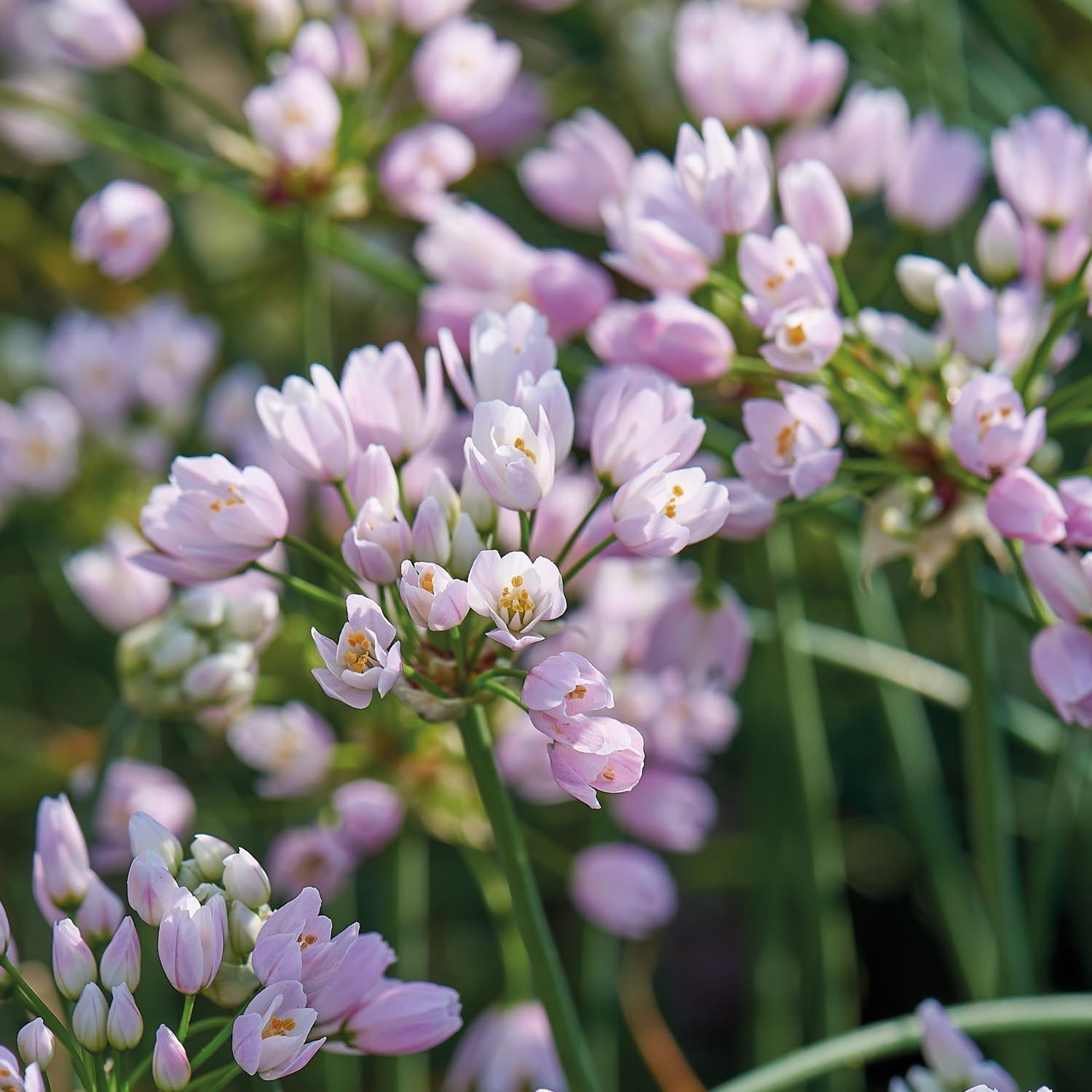 Warstwowa kompozycja cebulek 'Purple Dreams'