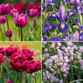 Warstwowa kompozycja cebulek 'Purple Dreams'