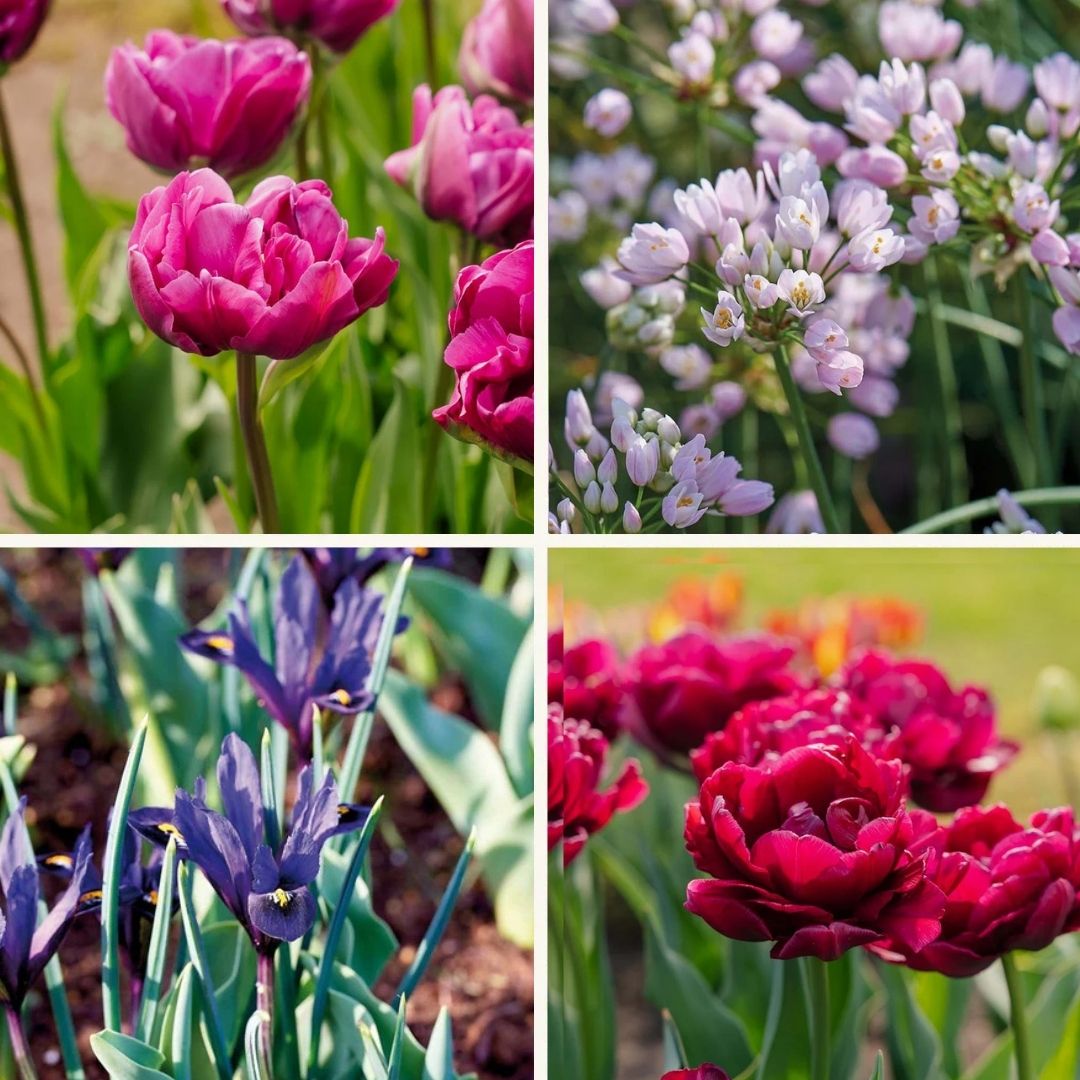 Warstwowa kompozycja cebulek 'Purple Dreams'