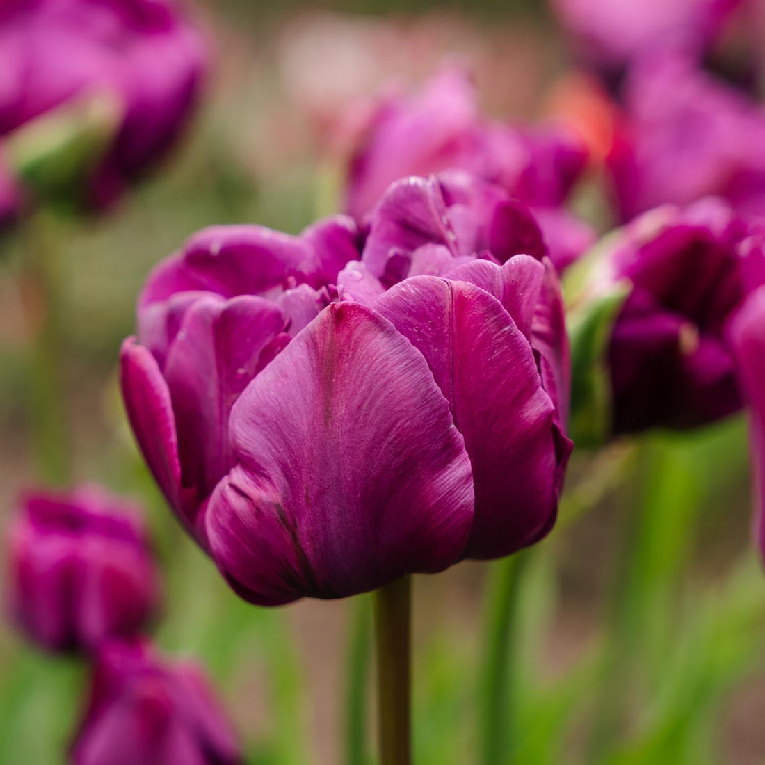 Warstwowa kompozycja cebulek 'Purple Dreams'