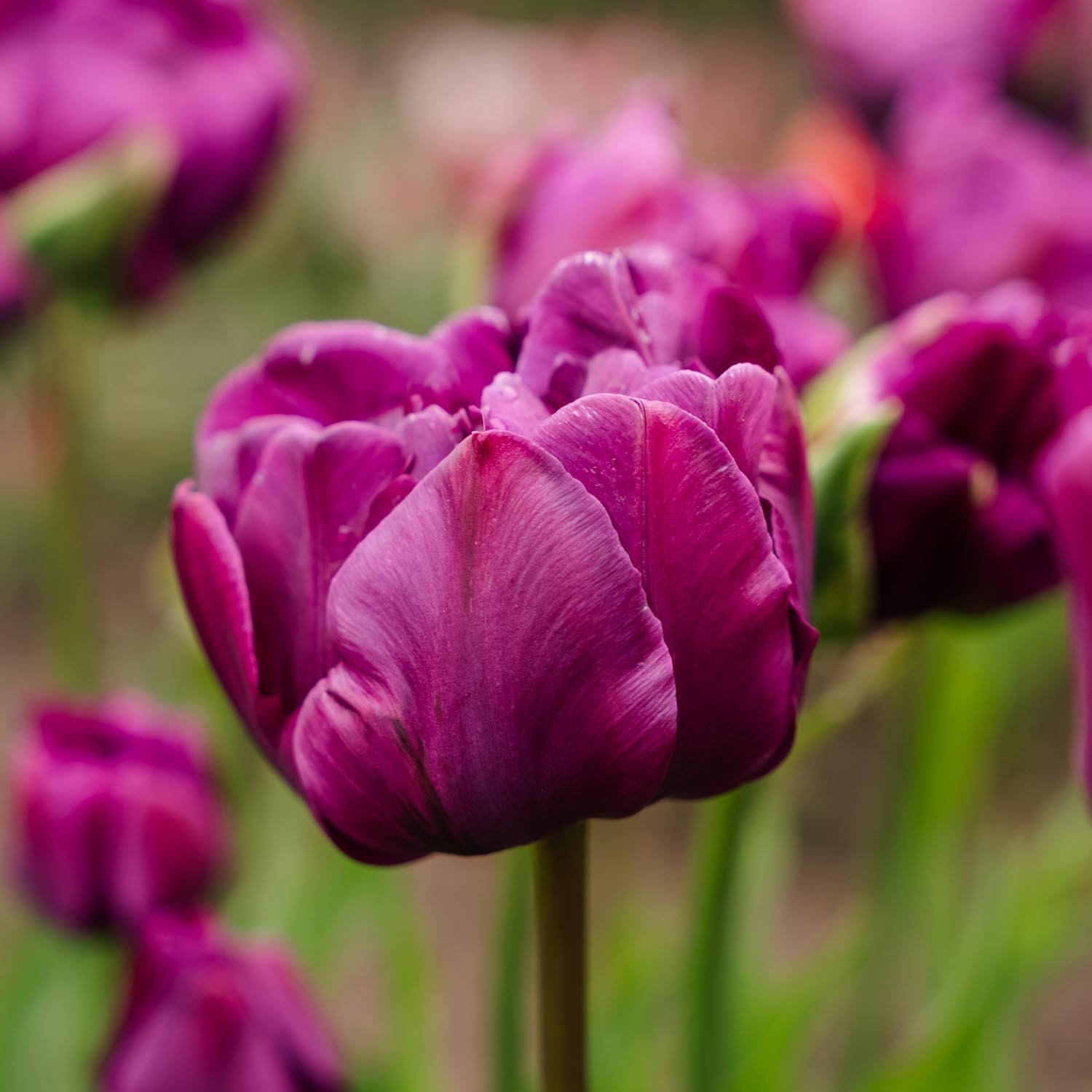 Warstwowa kompozycja cebulek 'Purple Dreams'