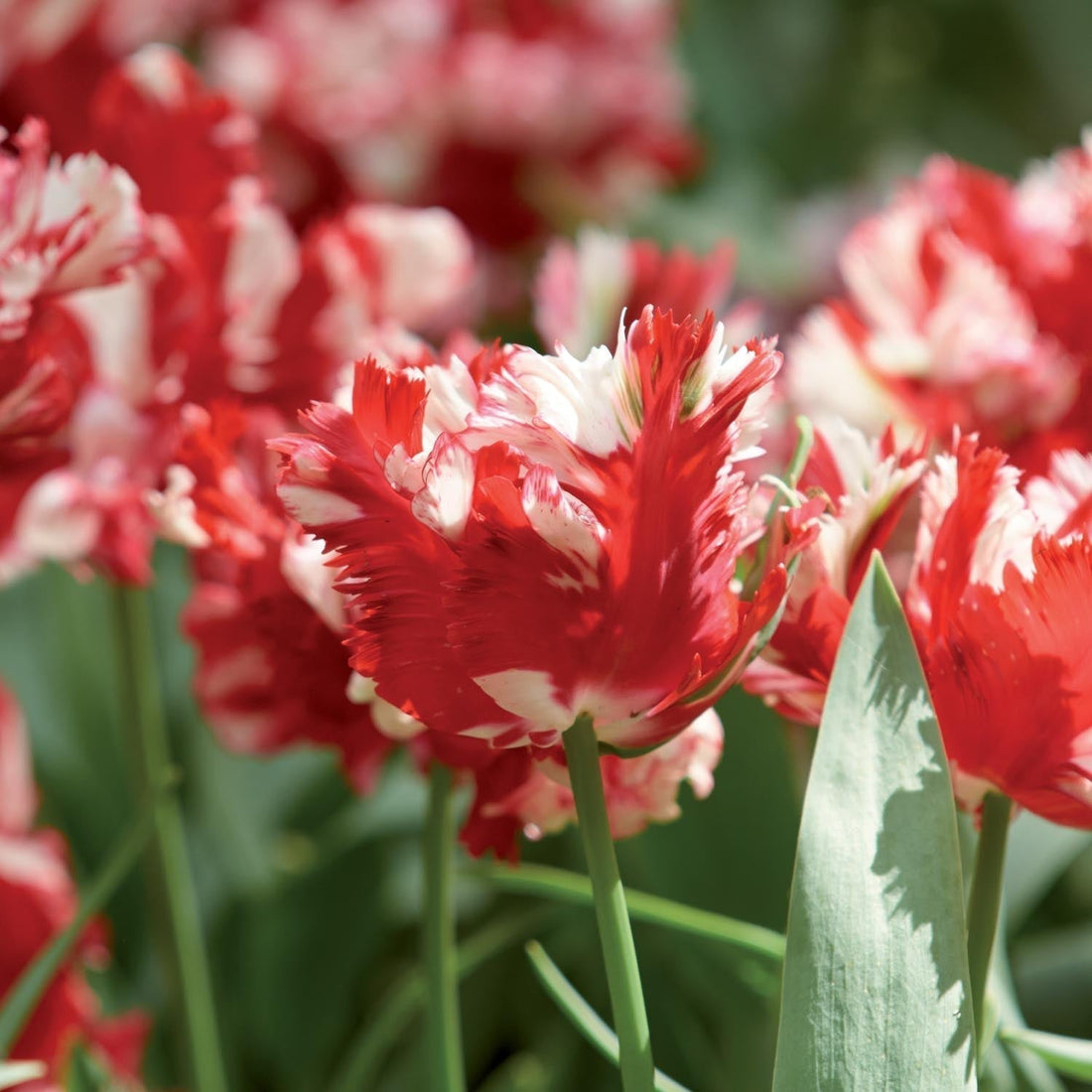 Warstwowa kompozycja cebulek 'Raspberry Ripple'