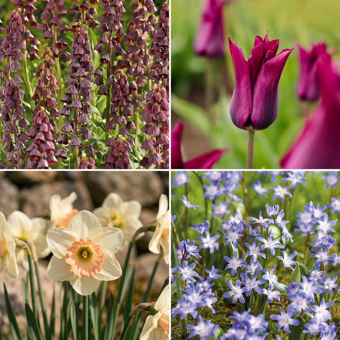 Warstwowa kompozycja cebulek 'Royal Heather'