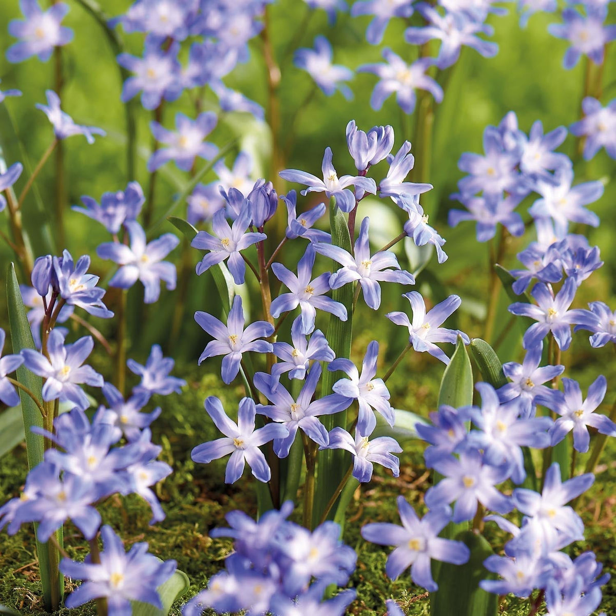 Warstwowa kompozycja cebulek 'Royal Heather'