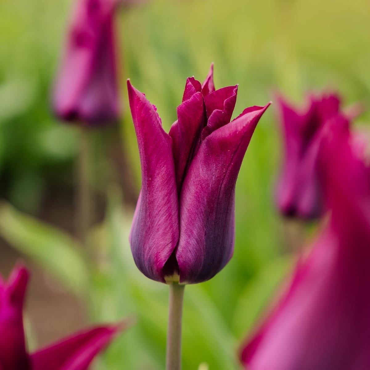 Warstwowa kompozycja cebulek 'Royal Heather'