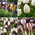 Warstwowa kompozycja cebulek 'Snowdrop Lane'
