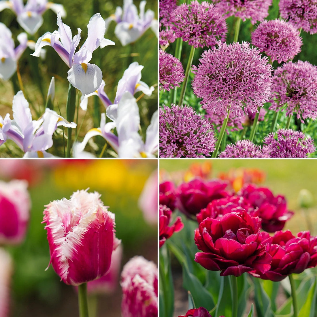 Warstwowa kompozycja cebulek 'Spring Sorbet'