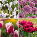Warstwowa kompozycja cebulek 'Spring Sorbet'