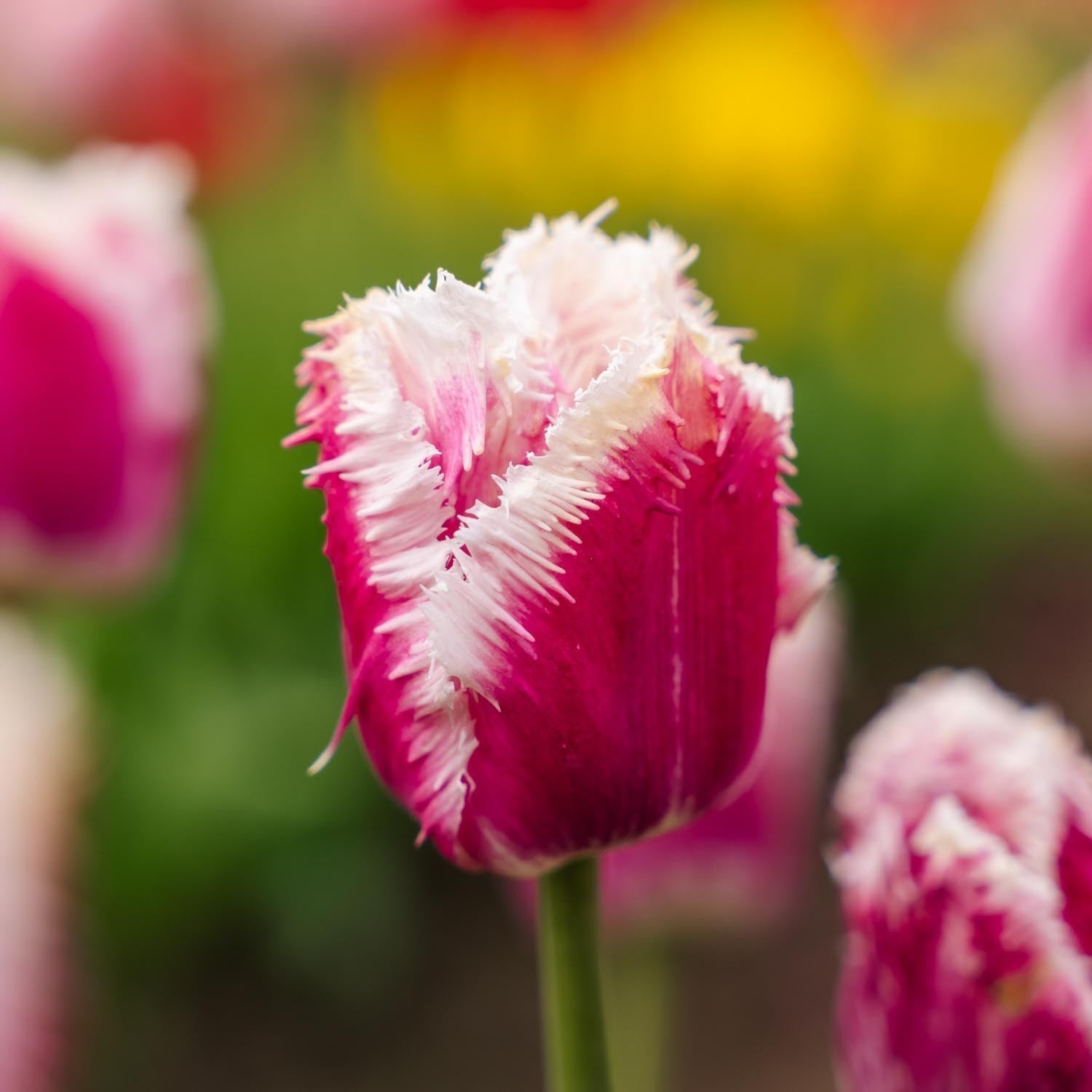 Warstwowa kompozycja cebulek 'Spring Sorbet'