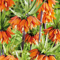 Warstwowa kompozycja cebulek 'Teal and orange'