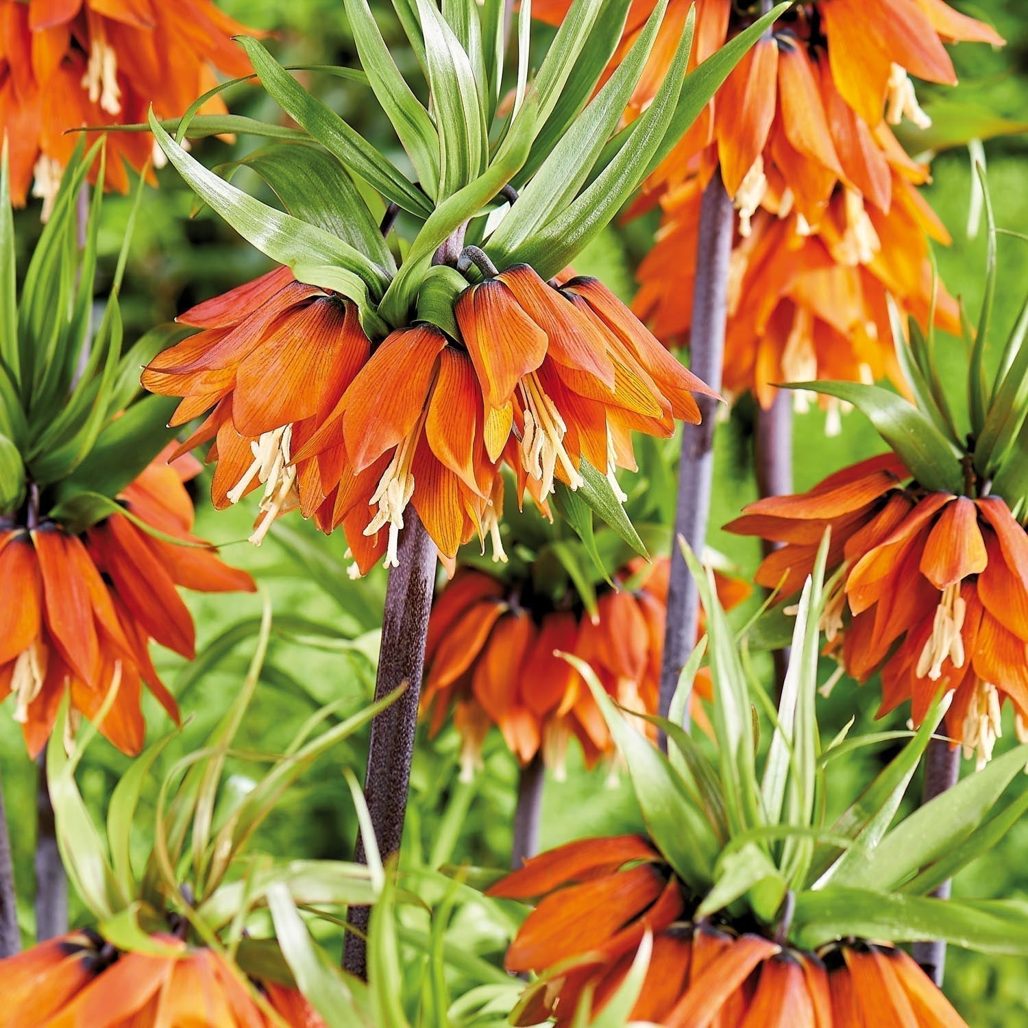 Warstwowa kompozycja cebulek 'Teal and orange'
