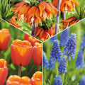 Warstwowa kompozycja cebulek 'Teal and orange'