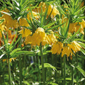 Warstwowa kompozycja cebulek 'Teal and orange'