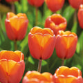 Warstwowa kompozycja cebulek 'Teal and orange'