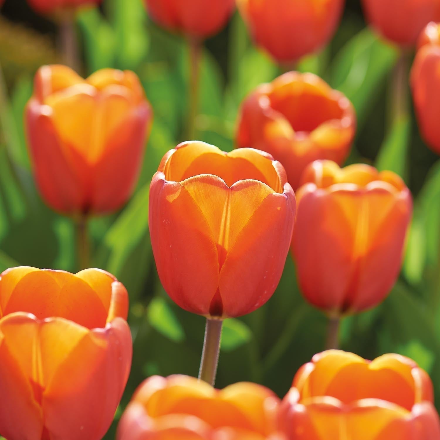 Warstwowa kompozycja cebulek 'Teal and orange'