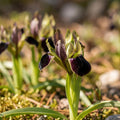 Warstwowa kompozycja cebulek 'Wild Ember'