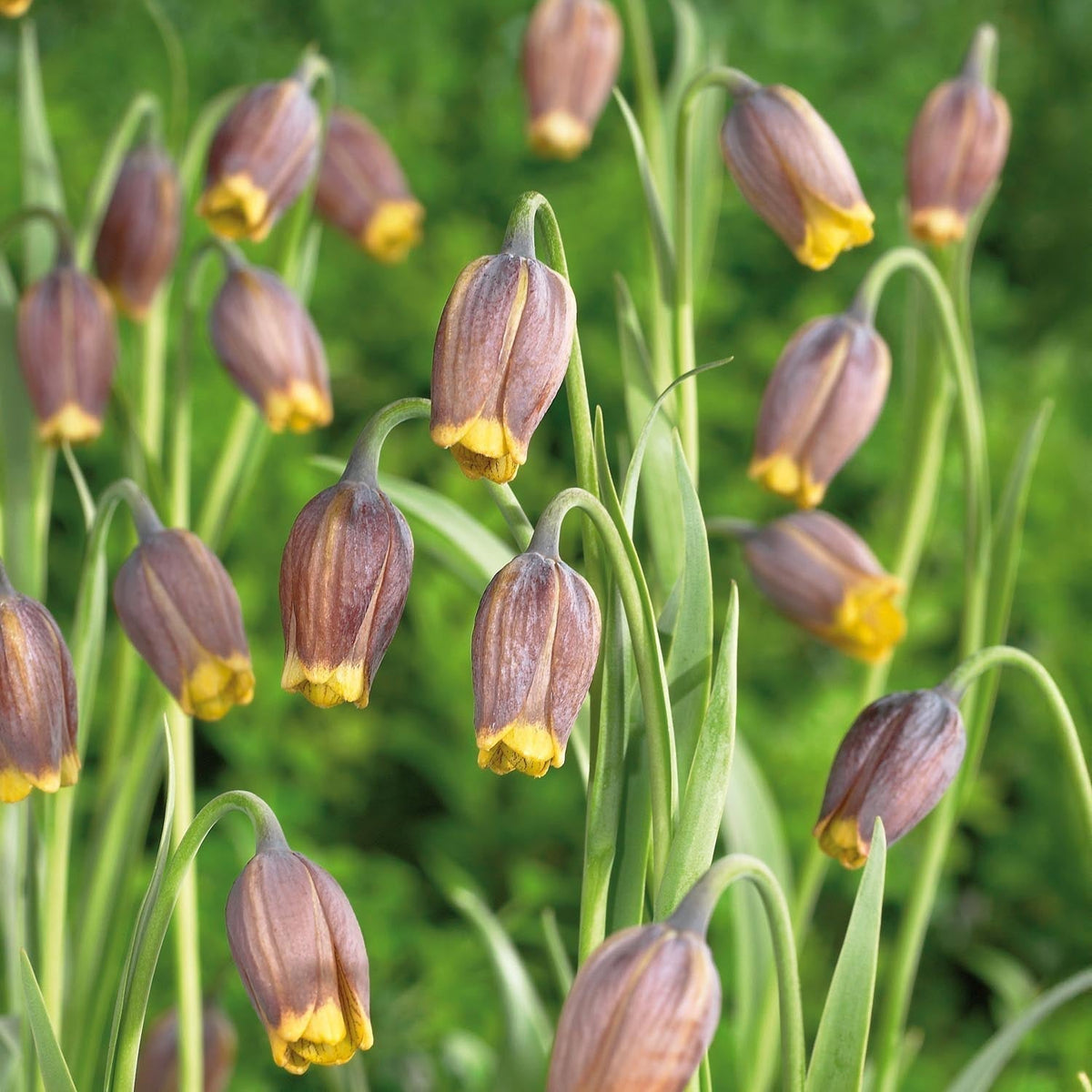 Warstwowa kompozycja cebulek 'Wild Ember'