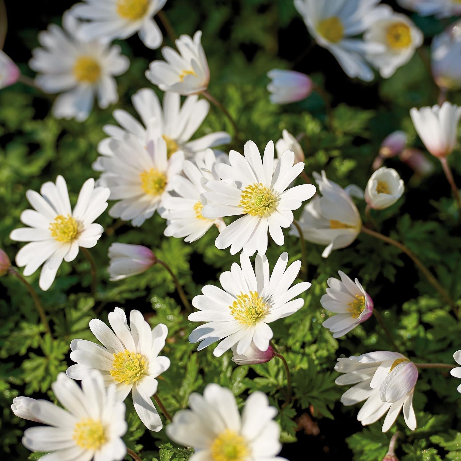 Zawilec, Anemone 'Blanda White Splendour'