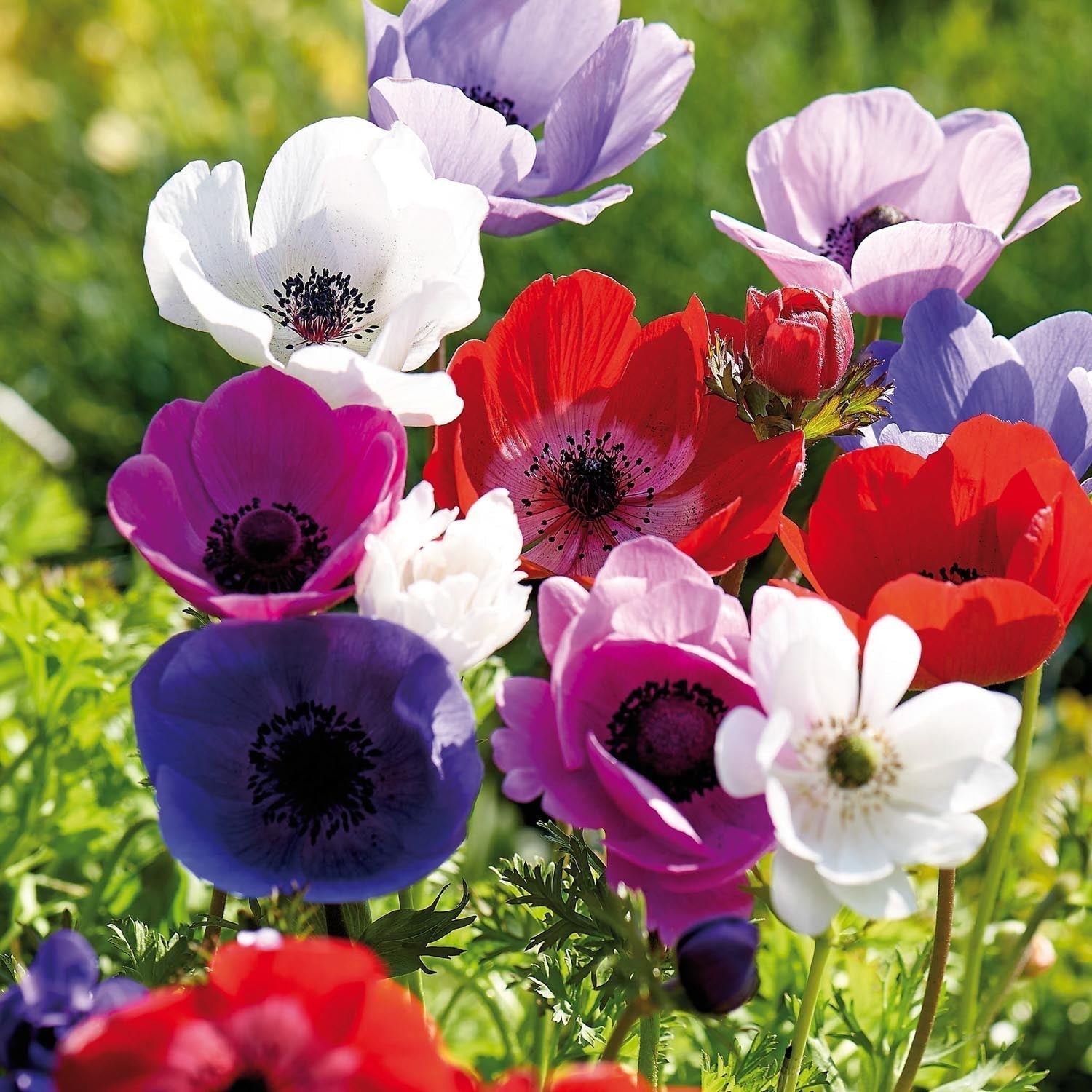 Zawilec, Anemone 'De Caen' mix