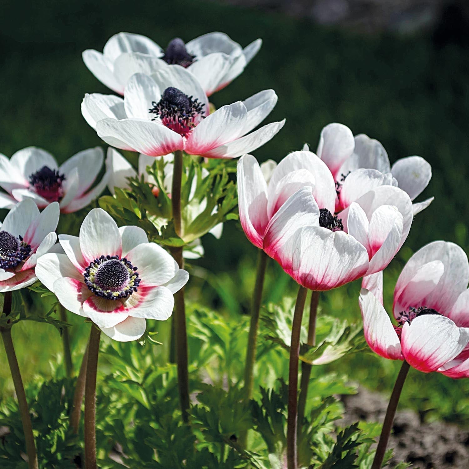 Zawilec, Anemone 'Duet'