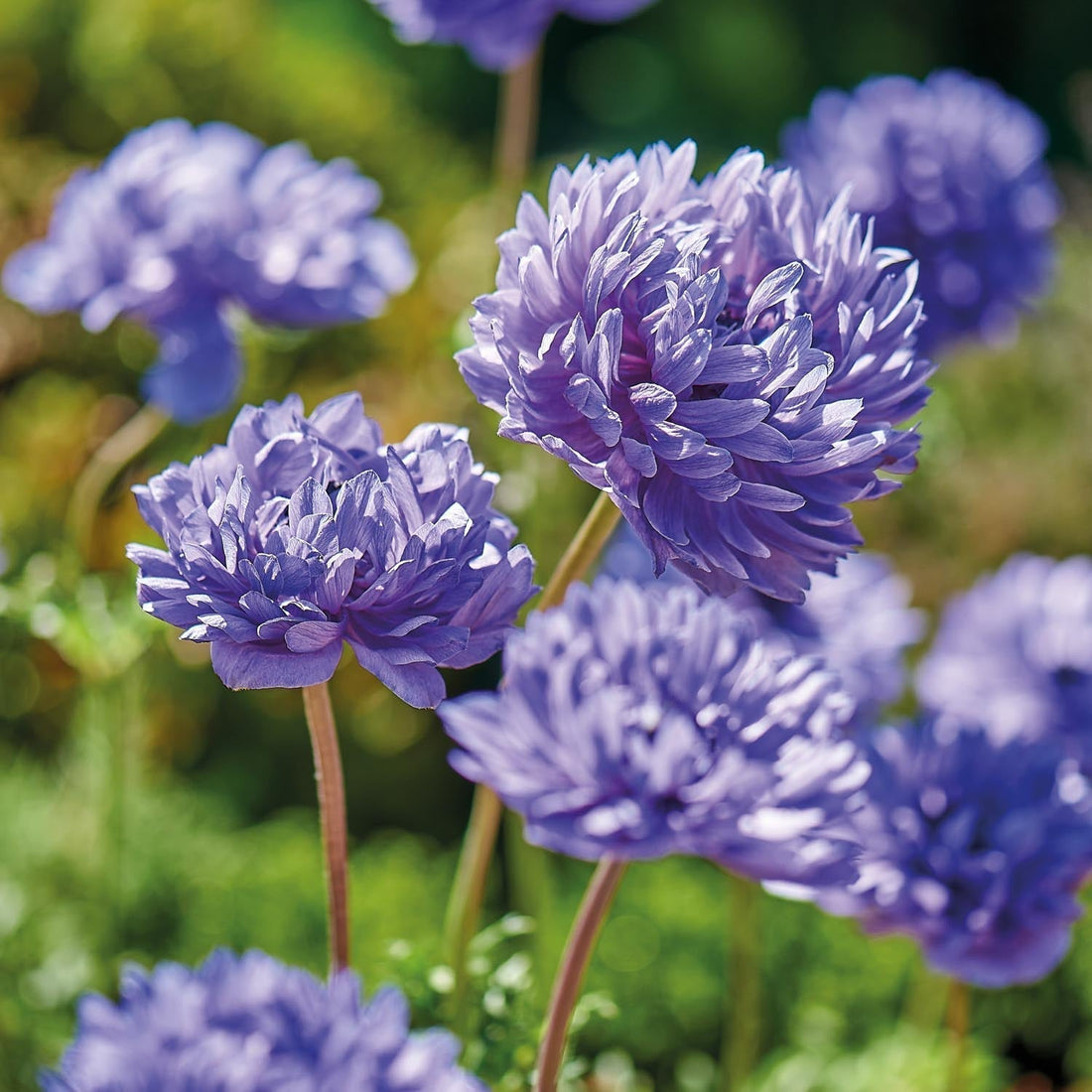 Zawilec, Anemone 'Lord Lieutenant'