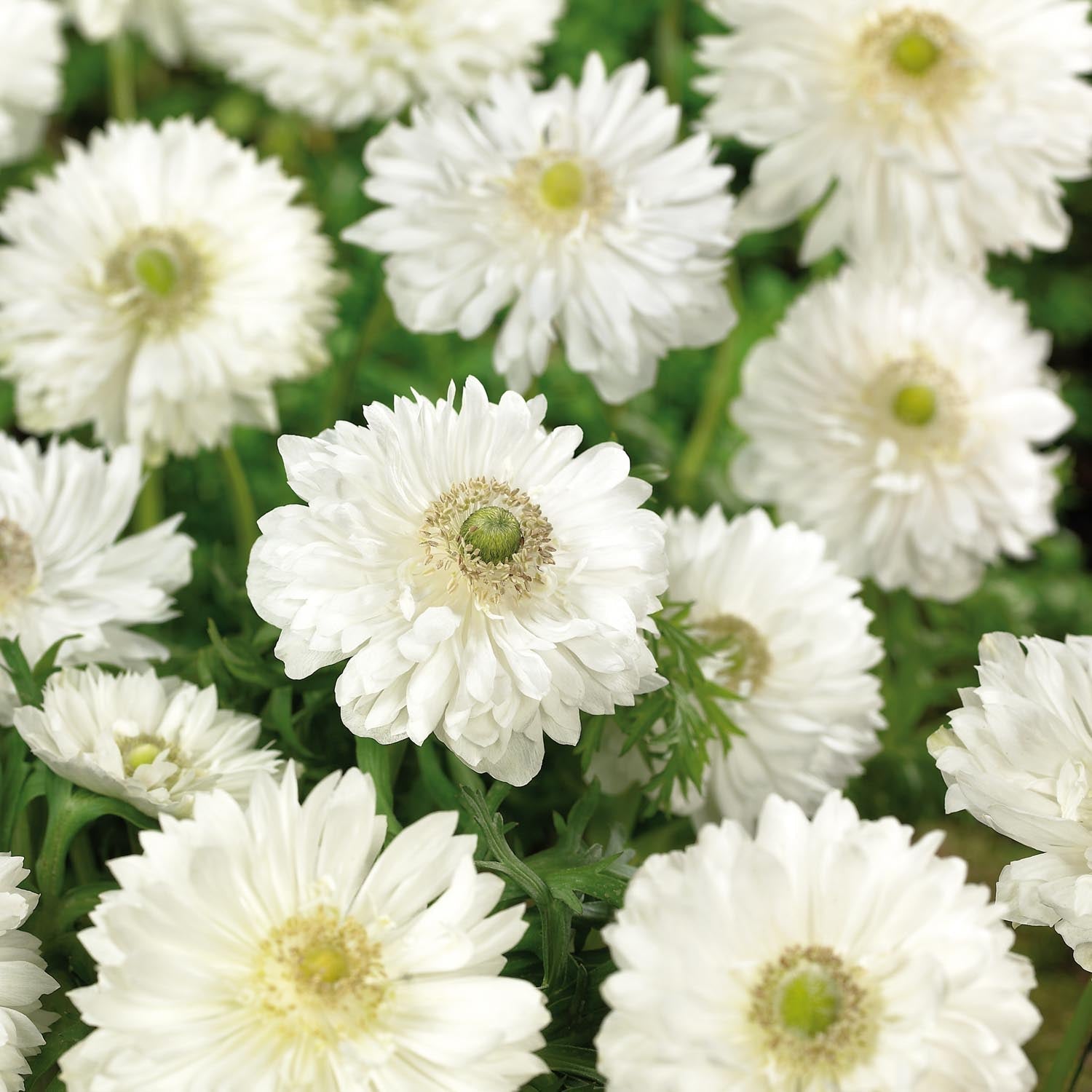 Zawilec, Anemone 'Mount Everest'