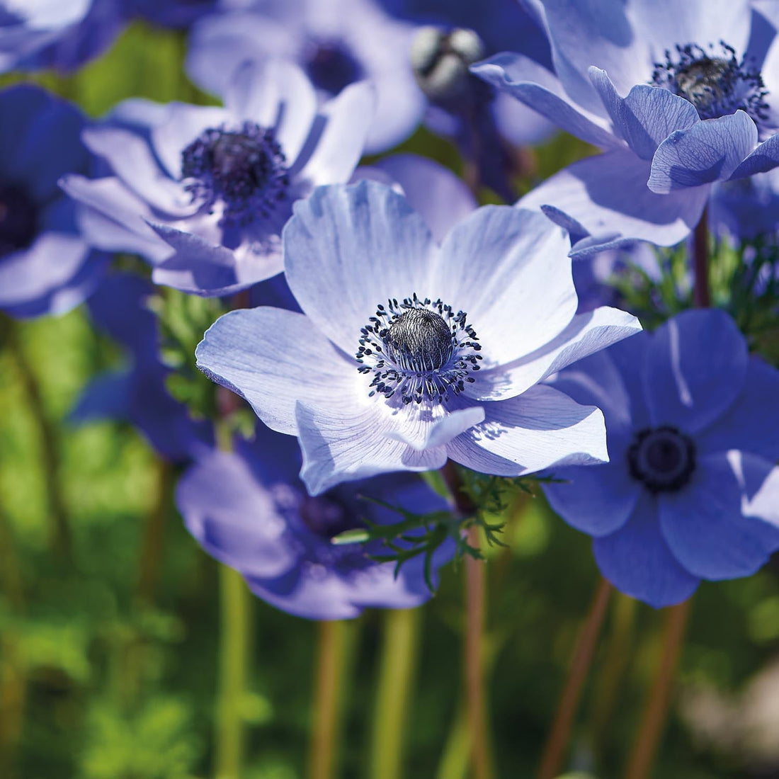 Zawilec, Anemone 'Mr. Fokker'