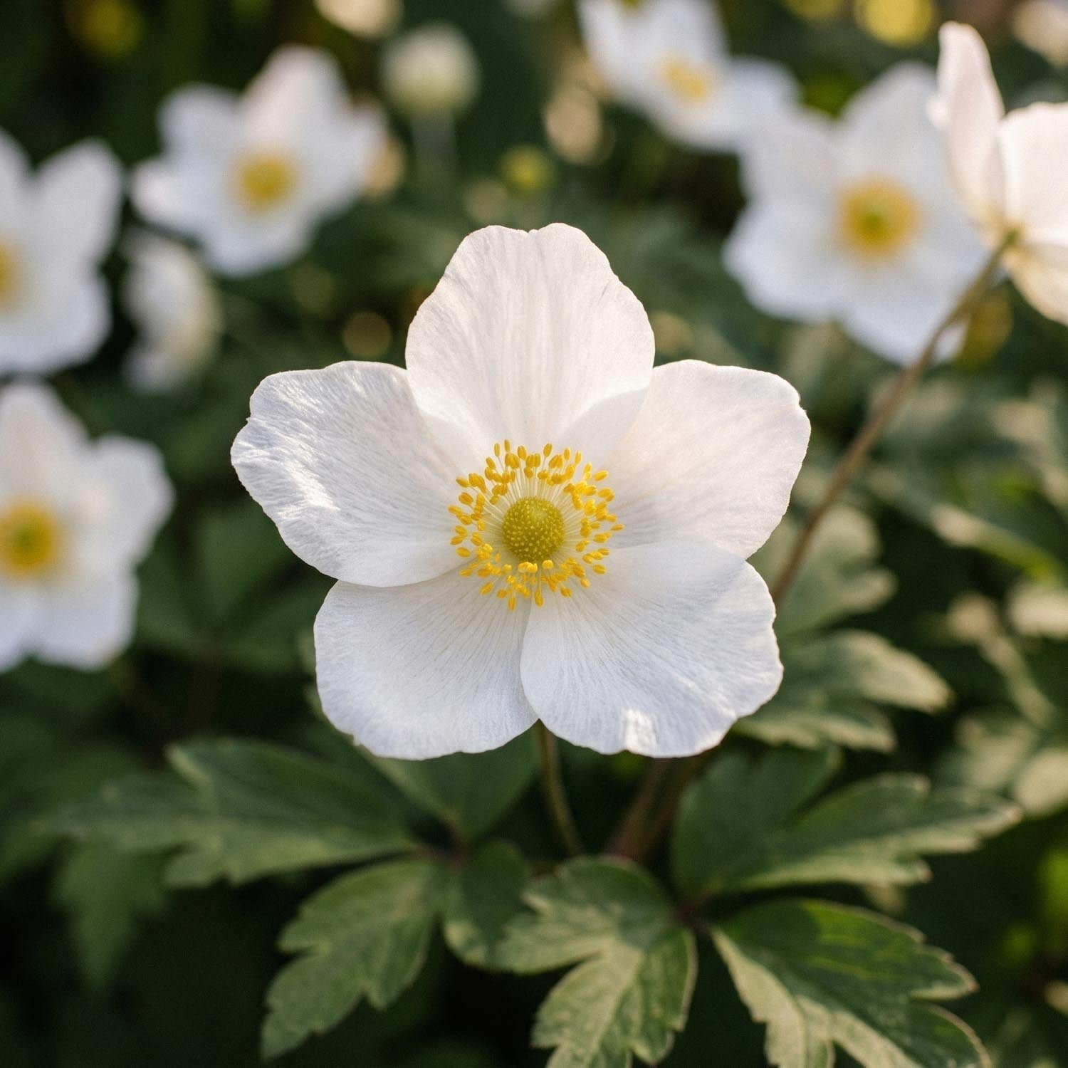 Zawilec, Anemone 'September Charm'