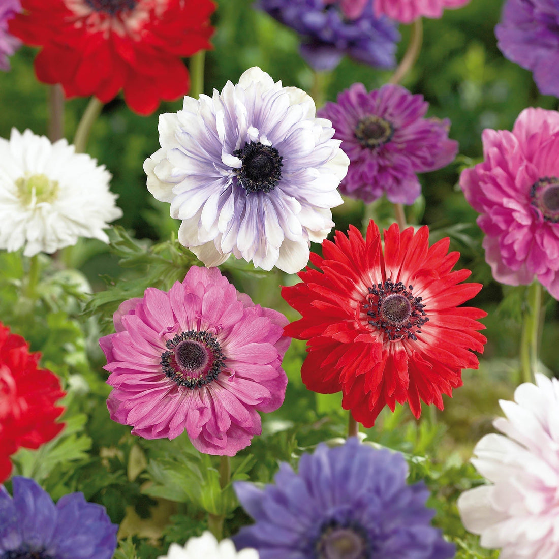 Zawilec, Anemone 'St. Brigid'