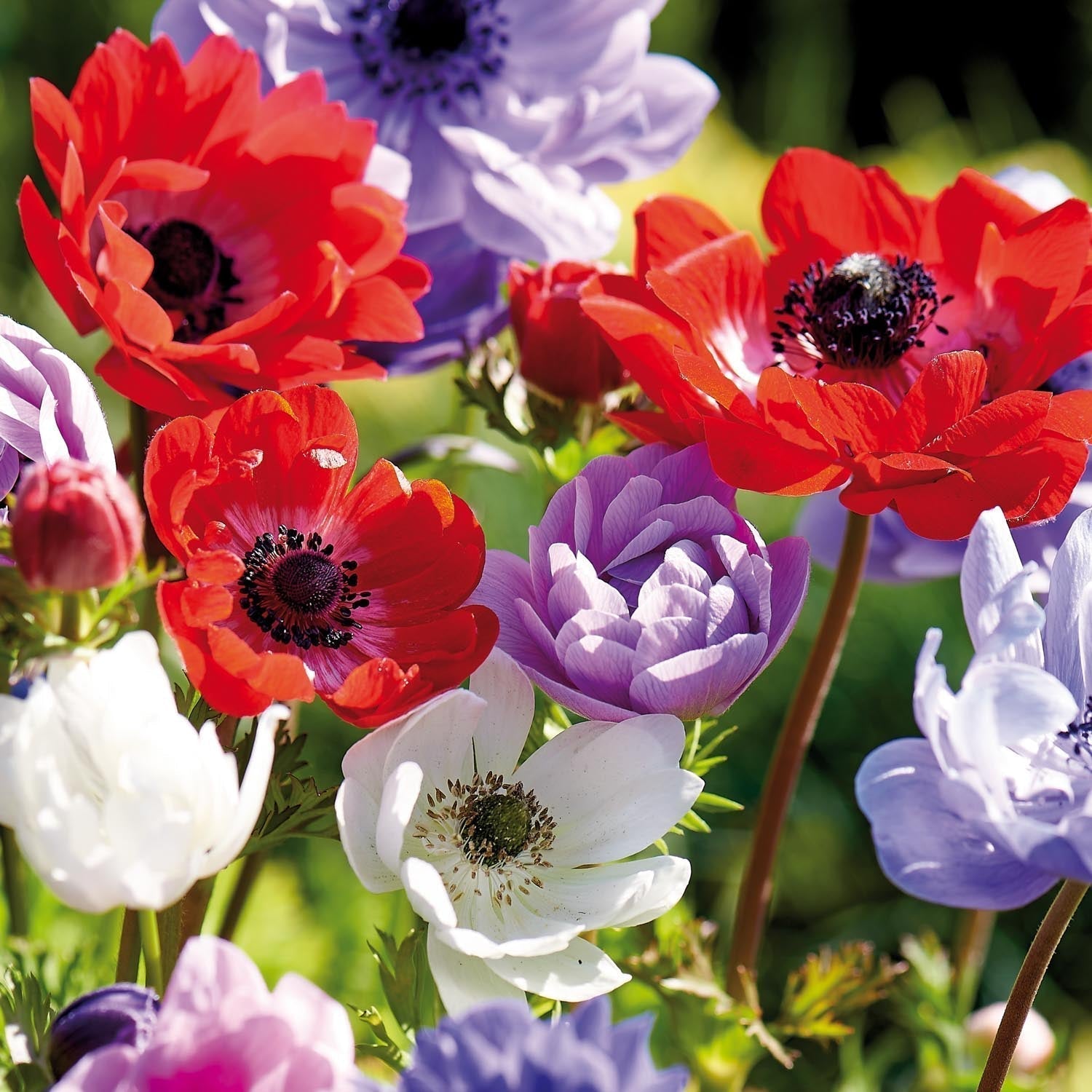 Zawilec, Anemone 'St. Brigid'