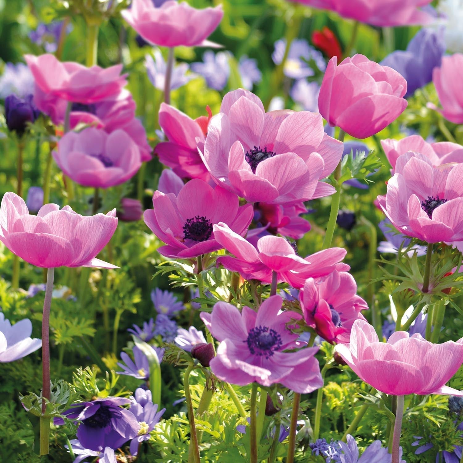 Zawilec, Anemone 'Sylphide'