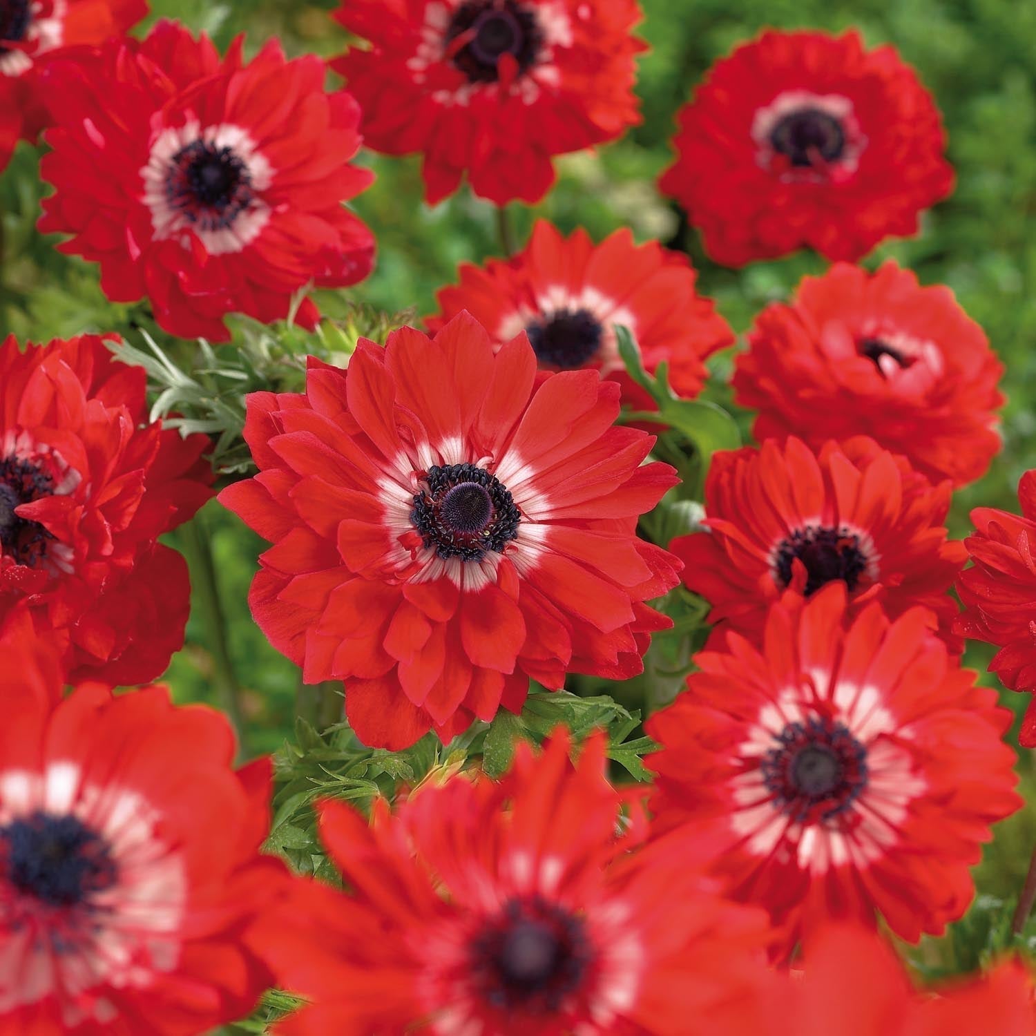 Zawilec, Anemone 'The Governor'