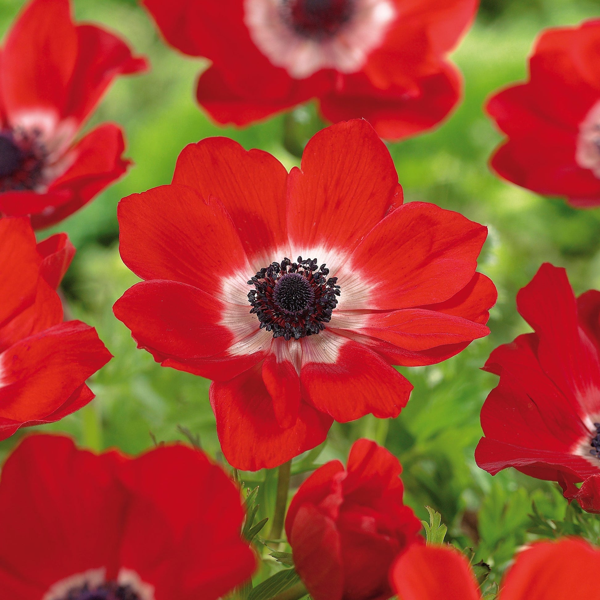 Zawilec 'Hollandica'