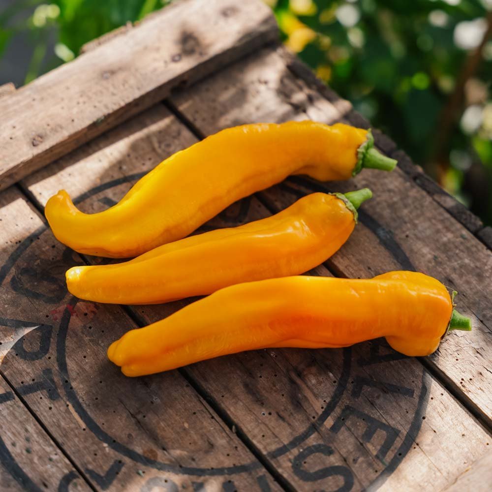 Żółta słodka papryka 'Zazu' - 5 ekologicznych nasion