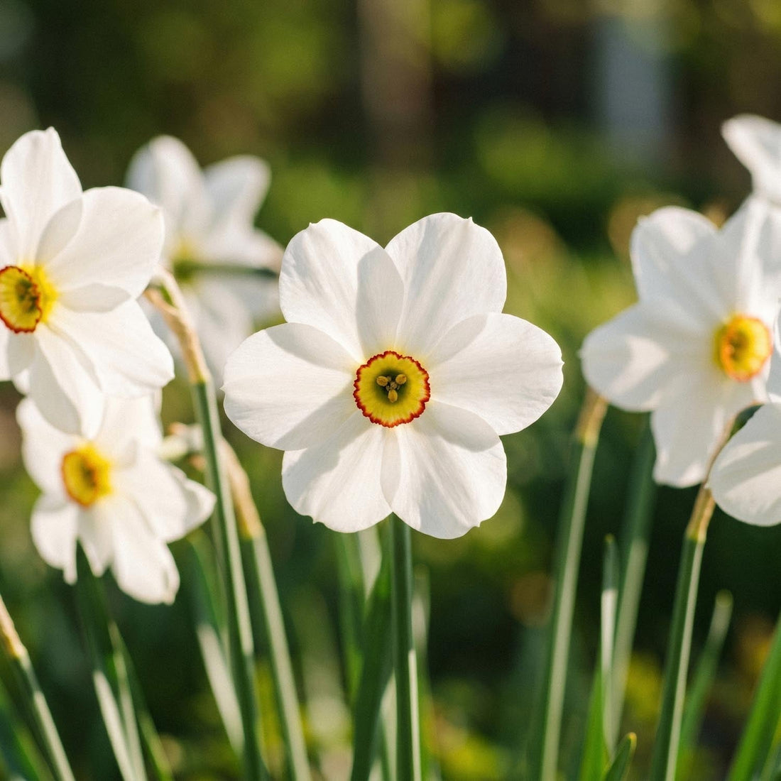 Żonkil, Narcissus 'Actea'