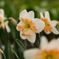 Żonkil, Narcissus 'Apple Pie'