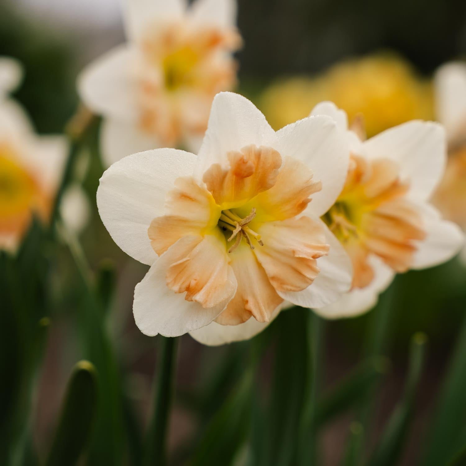 Żonkil, Narcissus 'Apple Pie'