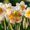 Żonkil, Narcissus 'Apple Pie'