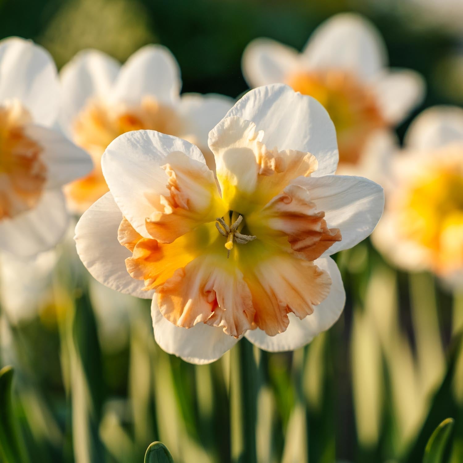 Żonkil, Narcissus 'Apple Pie'