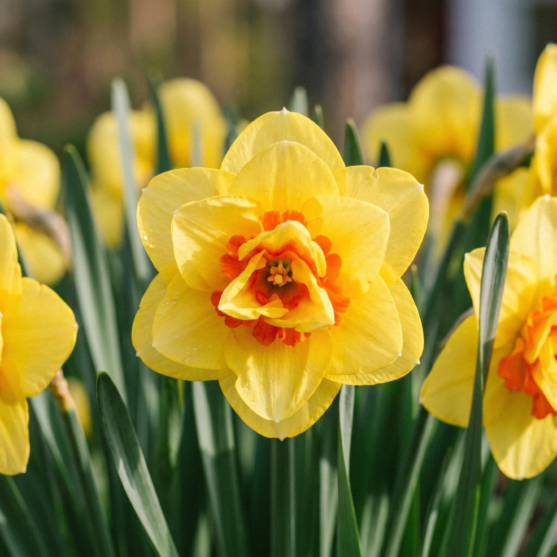 Żonkil, Narcissus 'Ascot'