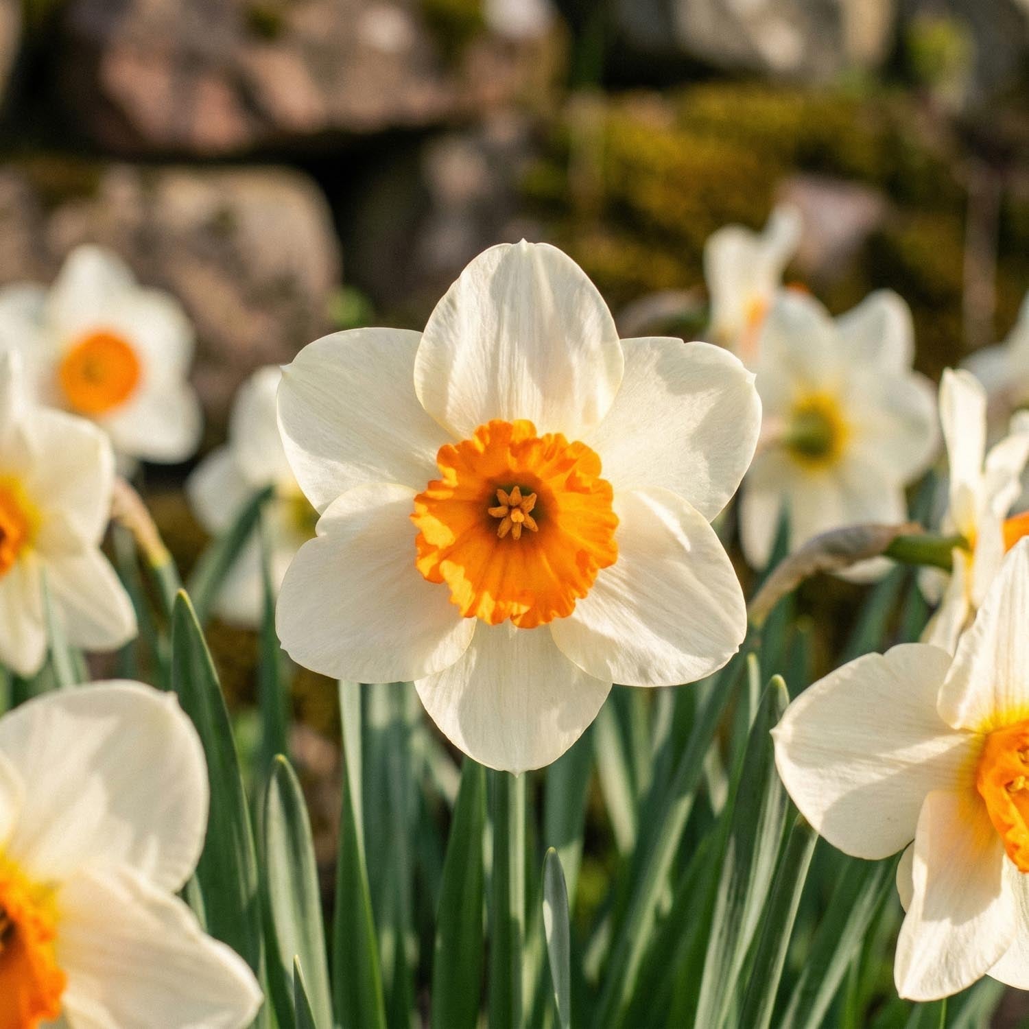 Żonkil, Narcissus 'Barrett Browning'