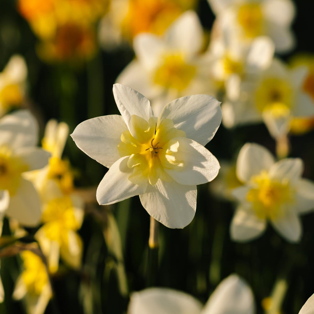 Żonkil, Narcissus 'Bella Estrella'