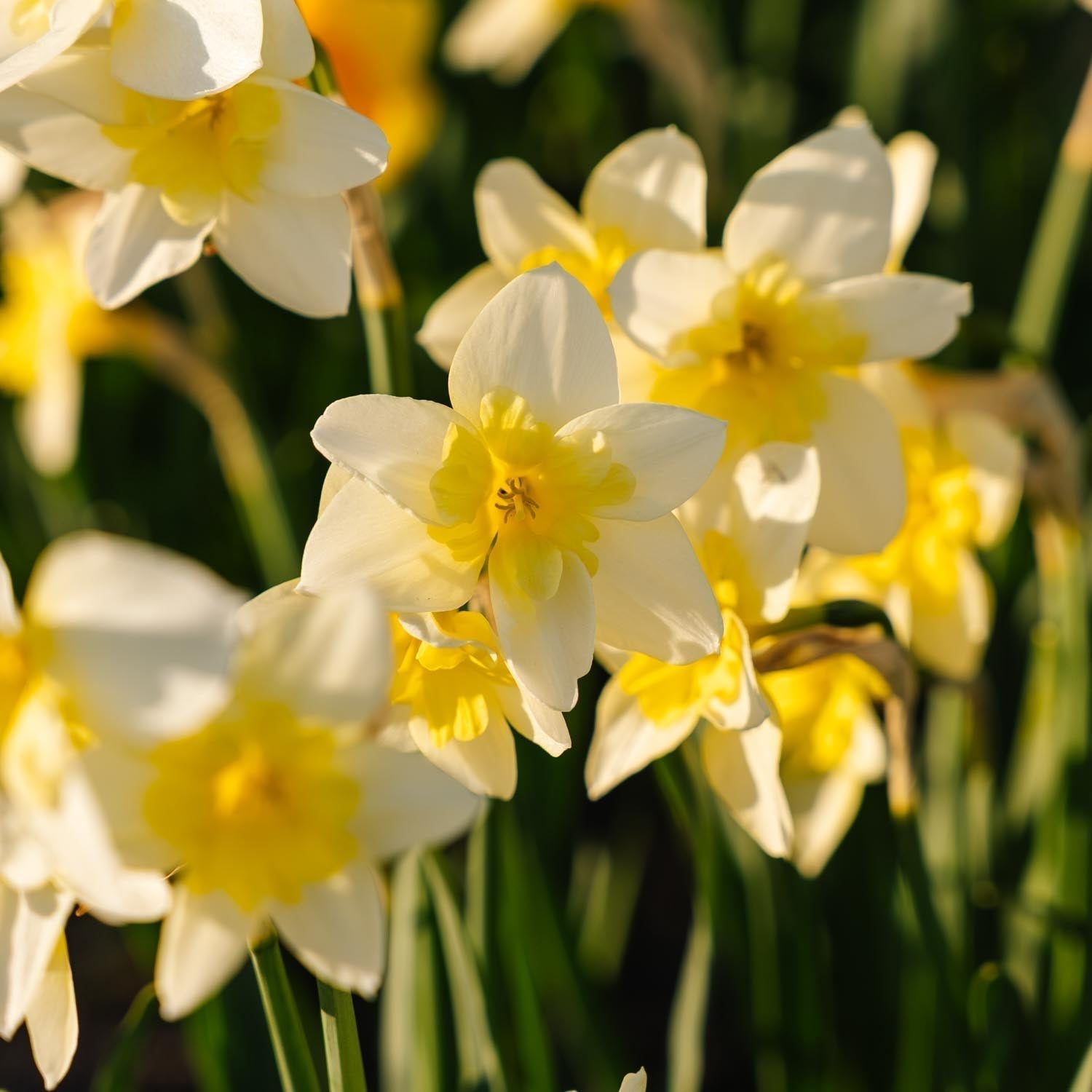 Żonkil, Narcissus 'Bella Estrella'