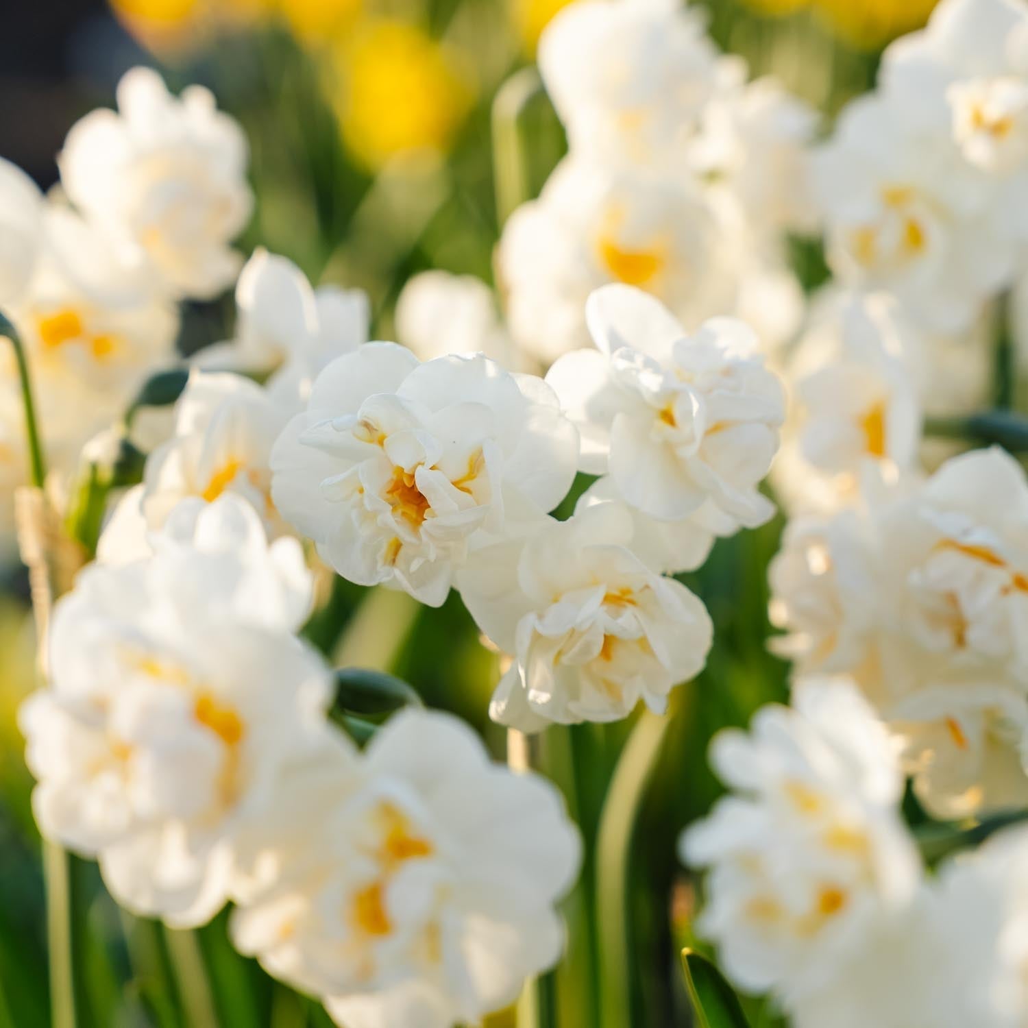 Żonkil, Narcissus 'Bridal Crown'